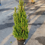 Смърч Коника