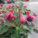 Фукция - Fuchsia hybrida - Image 4