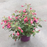 Фукция - Fuchsia hybrida - Image 5