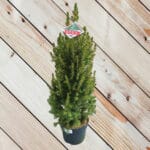 Смърч Коника 60+ cm - Image 2