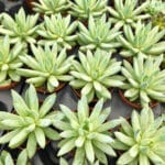 echeveria