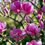 Magnolia 'Black Tulip' - Магнолия 'Черно лале'