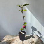 Magnolia 'Black Tulip' - Магнолия 'Черно лале' - Image 2