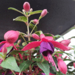 Фукция - Fuchsia hybrida - Image 2