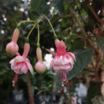 Фукция - Fuchsia hybrida - Image 8