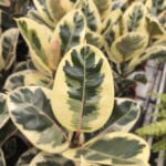 Ficus elastica 'Tineke' - Фикус Тинеке