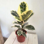 Ficus elastica 'Tineke' - Фикус Тинеке - Image 2