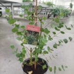 Евкалипт гуний - Image 3