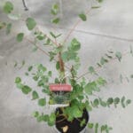 Евкалипт гуний - Image 2