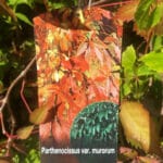 parthenocissus