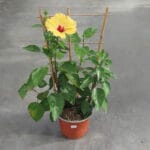 hibiscus