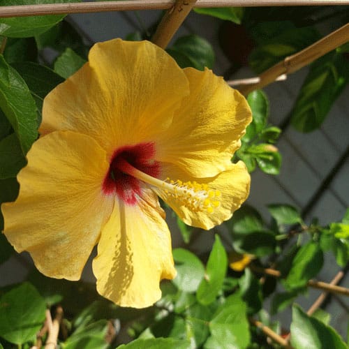 hibiscus