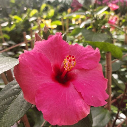 hibiscus