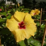 hibiscus