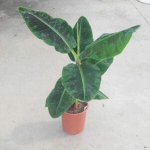 palm banana