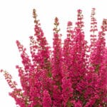Ерика (Erica gracilis)
