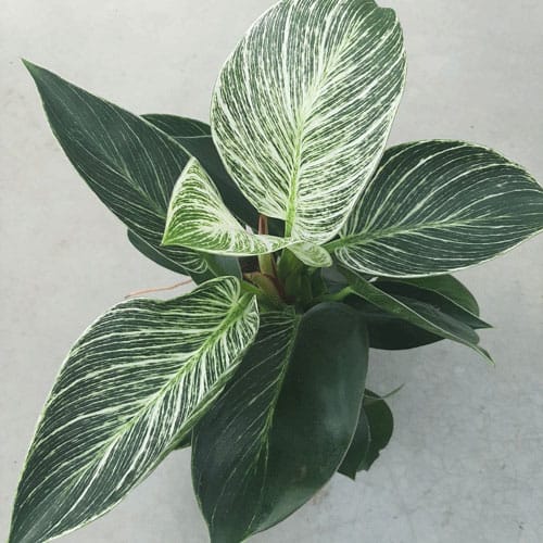 philodendron