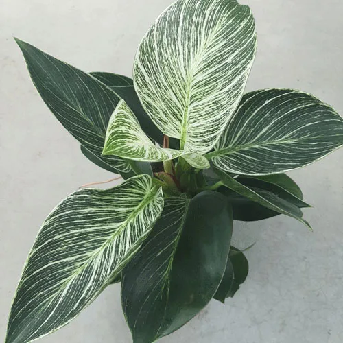 philodendron