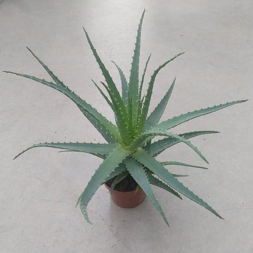 aloe