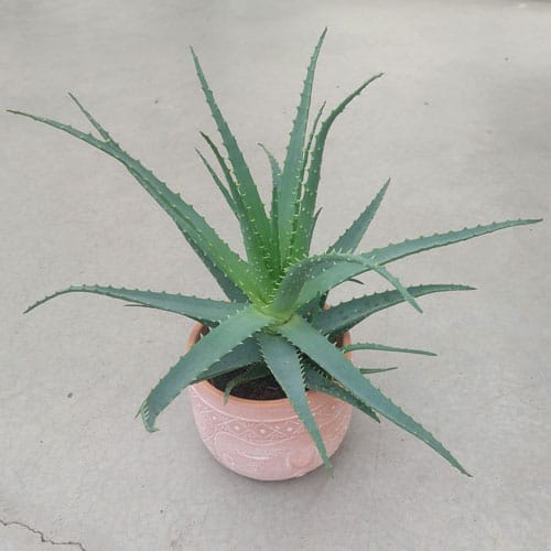 aloe