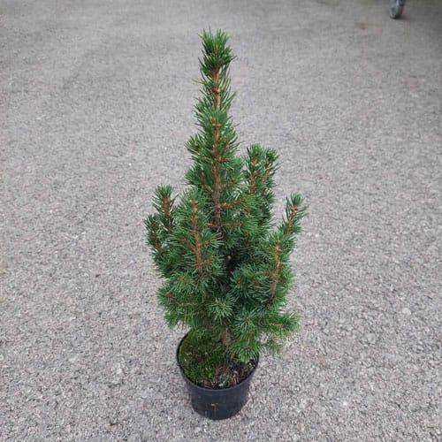 picea conica