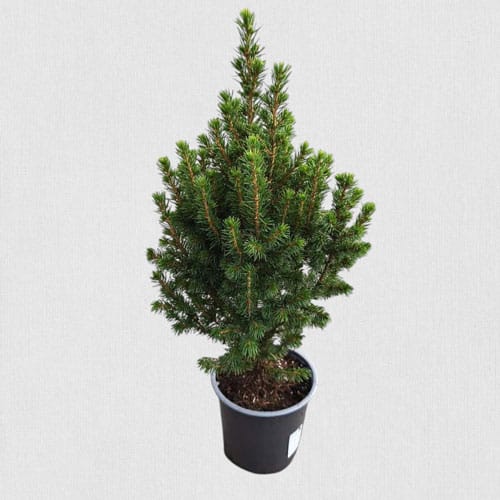 Смърч Коника P12