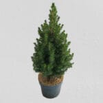 Смърч Коника Р17