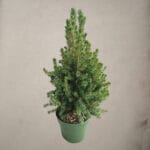 Смърч Коника 40 cm