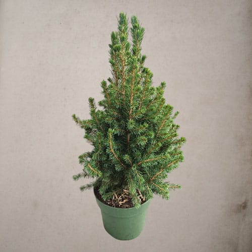 Смърч Коника 40 cm