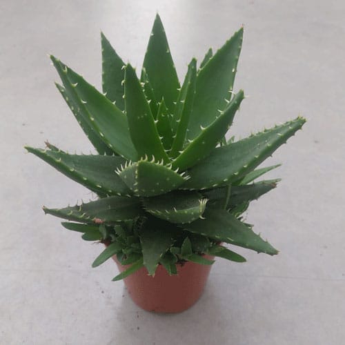 aloe