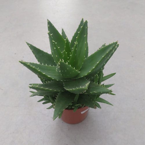 aloe