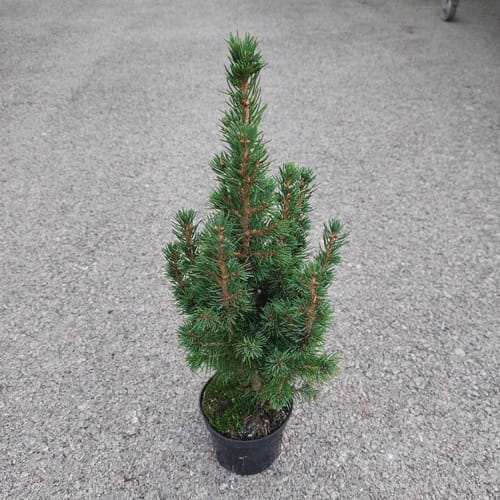 Picea Conica