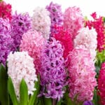 hyacinthus