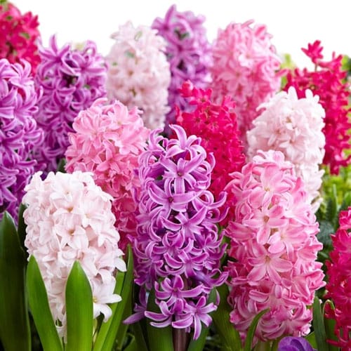 hyacinthus