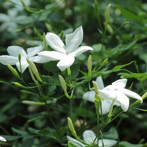 jasminum