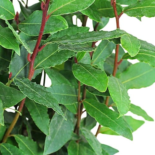 laurus nobilis herbs