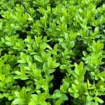 buxus