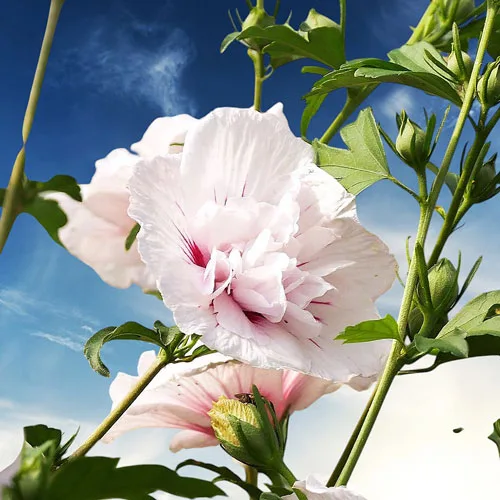 Дървовидна РУЖА - China Chiffon®