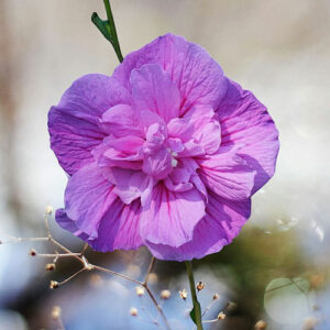 hibiscus