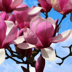magnolia rustica rubra