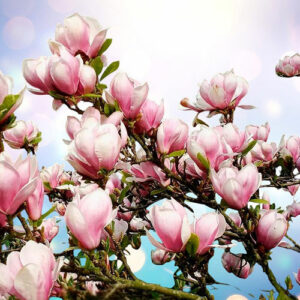 magnolia