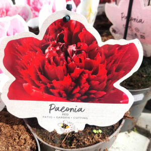 paeonia