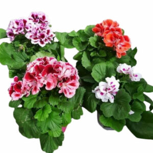 pelargonium