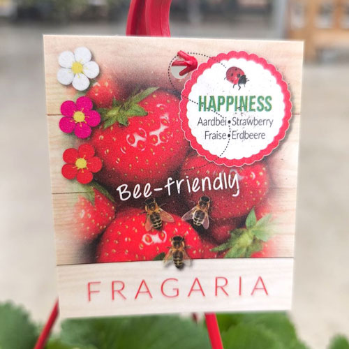 Fragaria