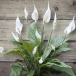 Спатифилум  (Spatiphyllum)