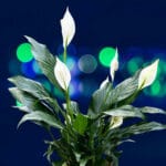 Спатифилум  (Spatiphyllum) - Image 2