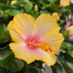 hibiscus