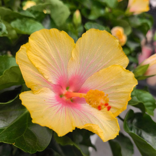 hibiscus