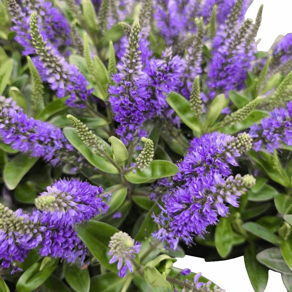hebe blue