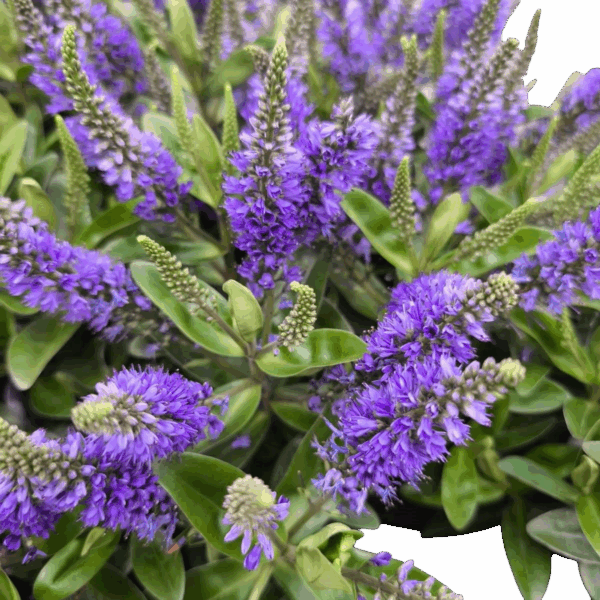 hebe blue